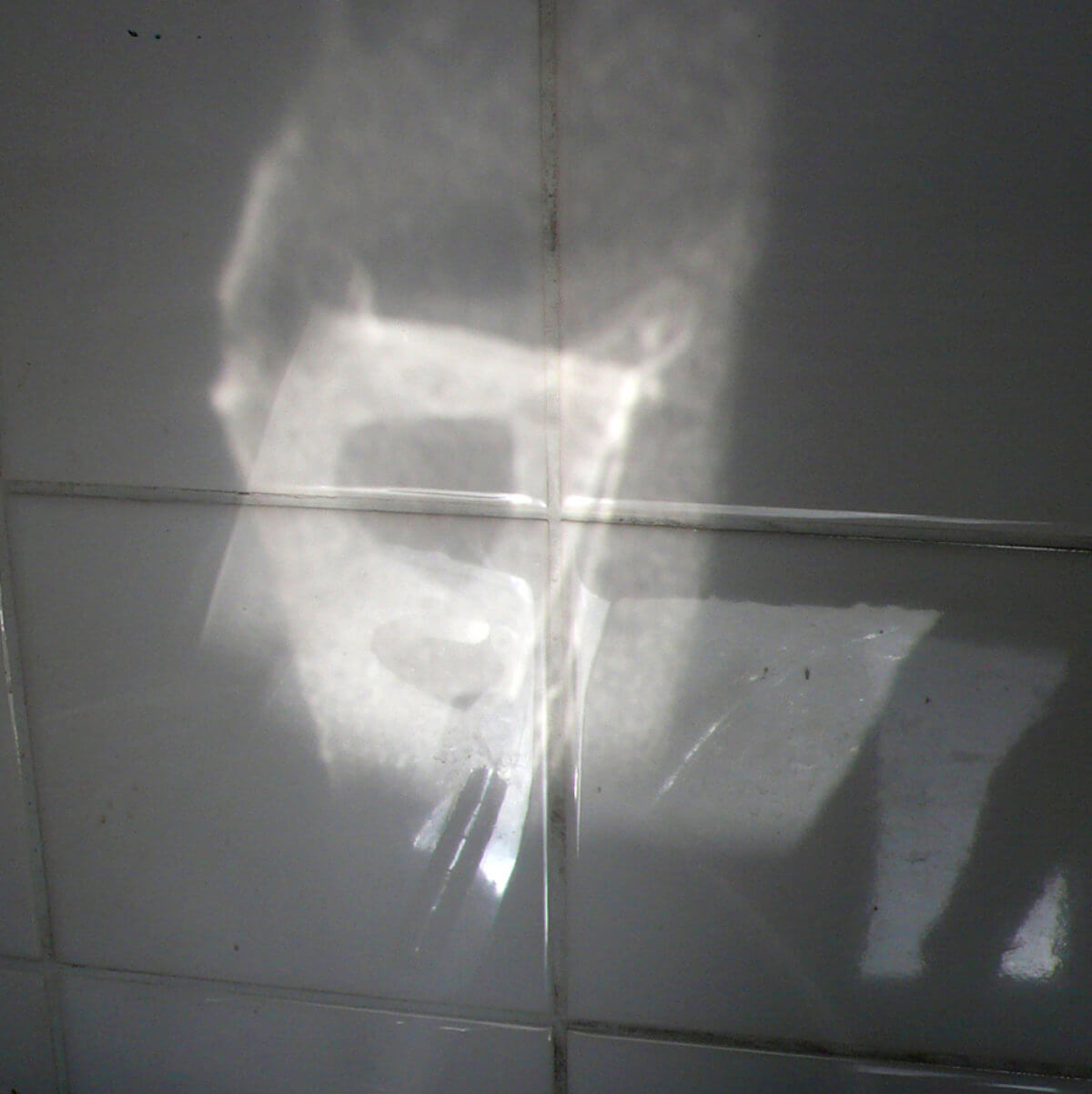 untitled (beast), photography, 2012