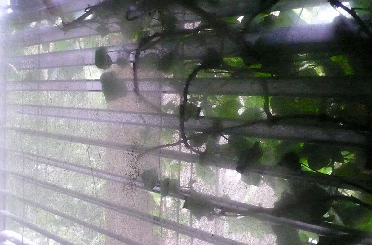 Plant room (growing), photography, 2008