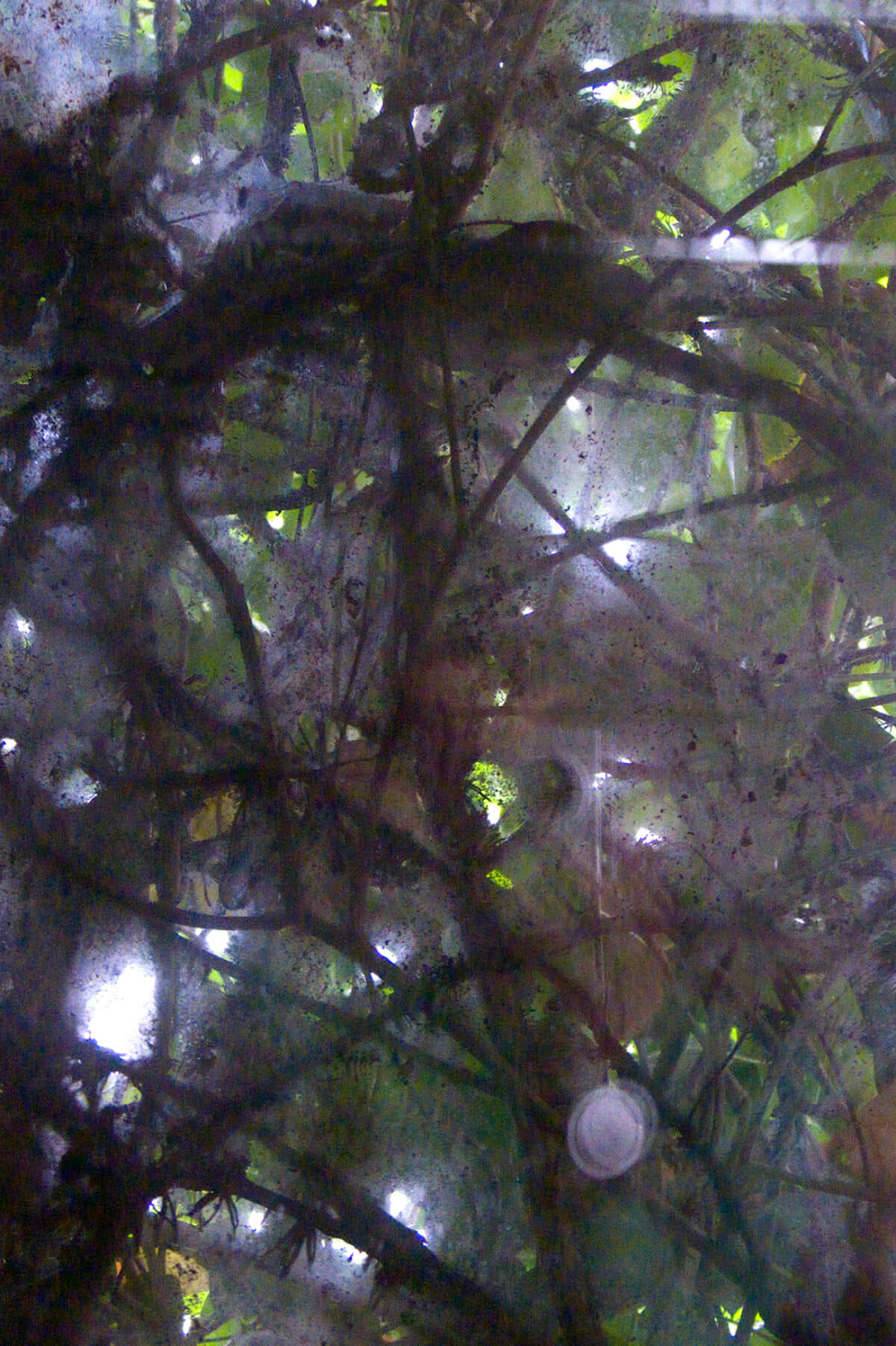 Plant room (title), photography, 2008