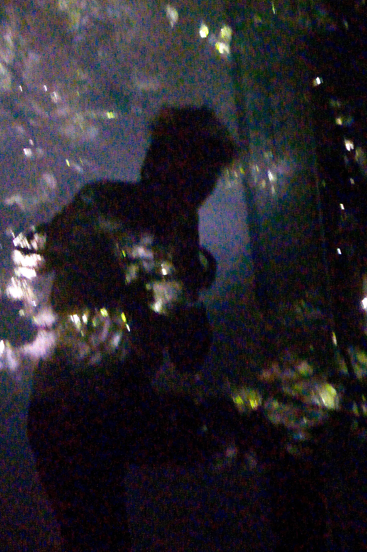 Plant room (stumbling in), photography, 2008