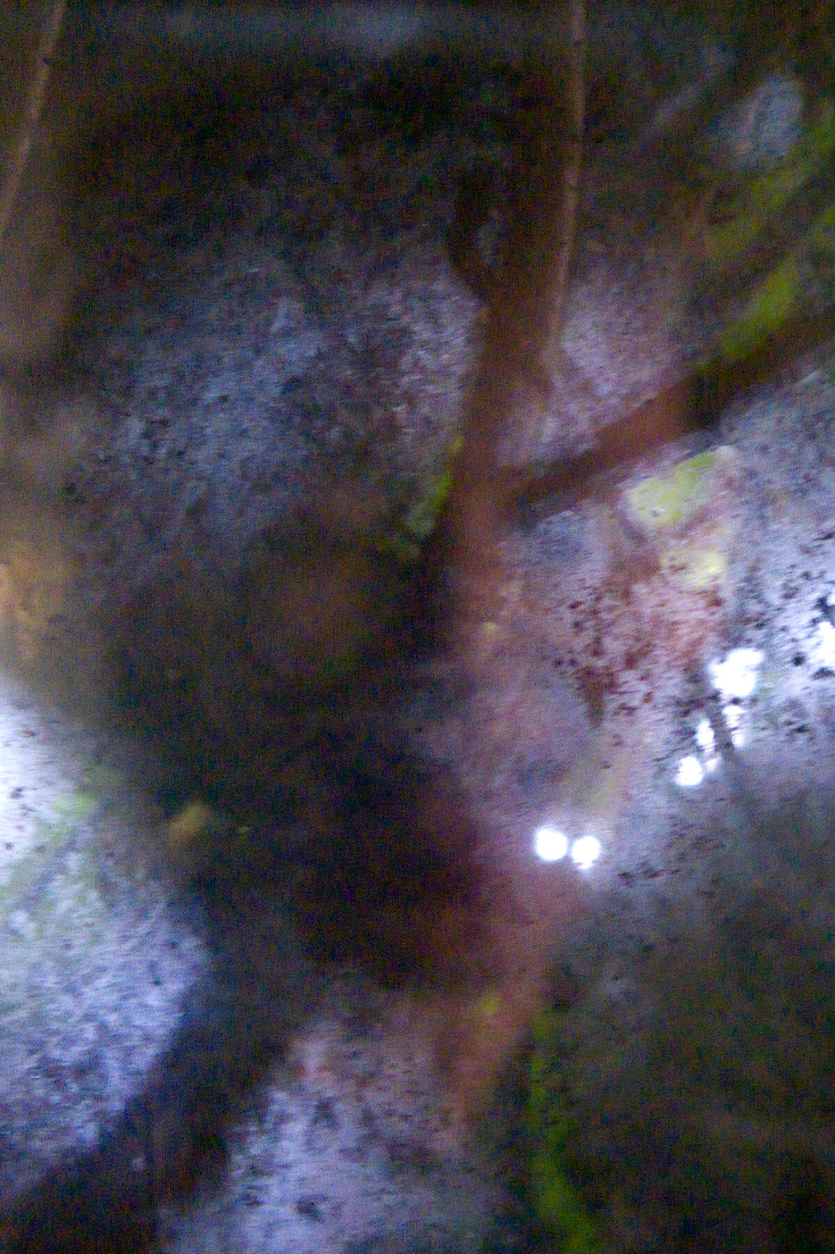 Plant room (branch face), photography, 2008