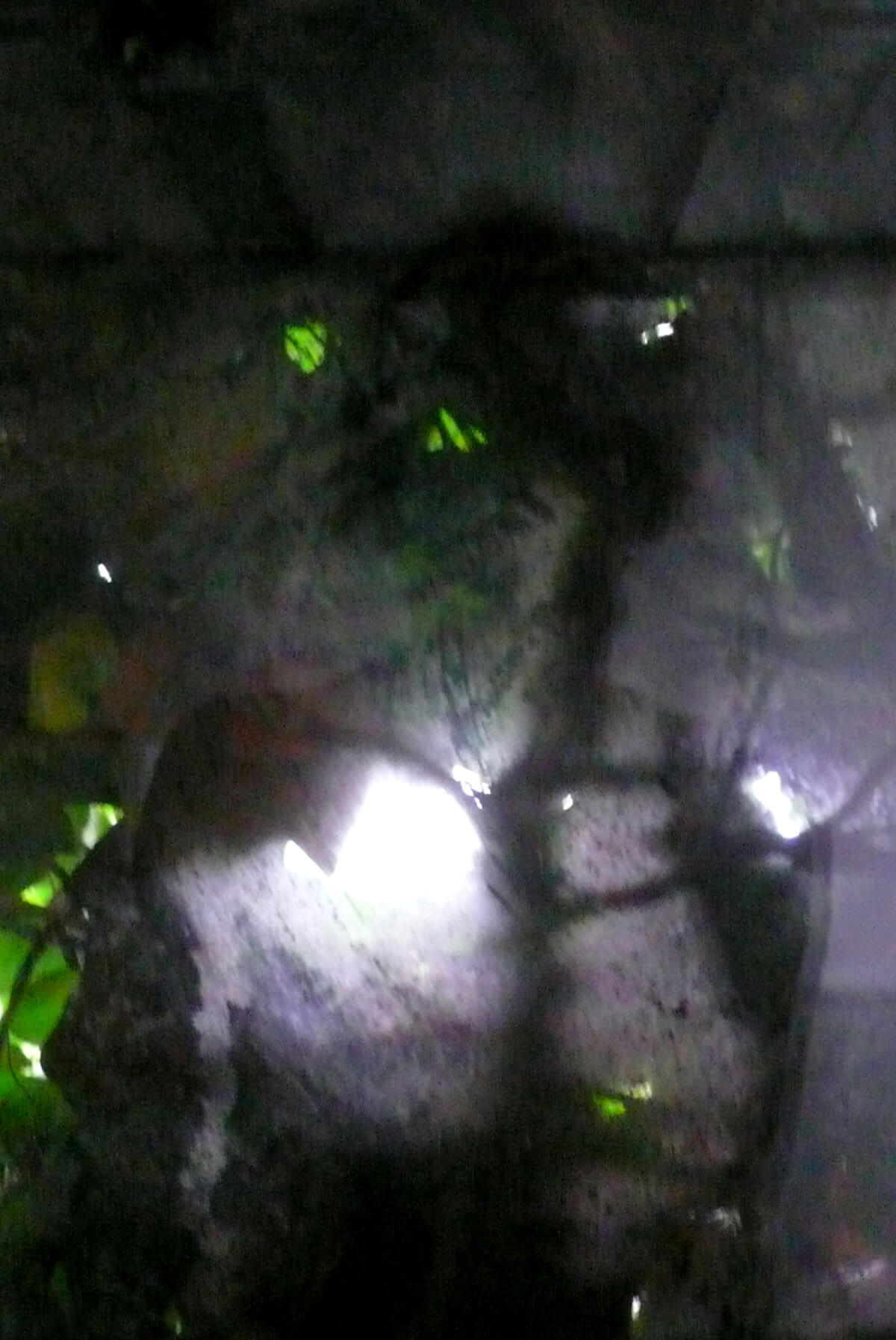 Plant room (tree man), photography, 2008